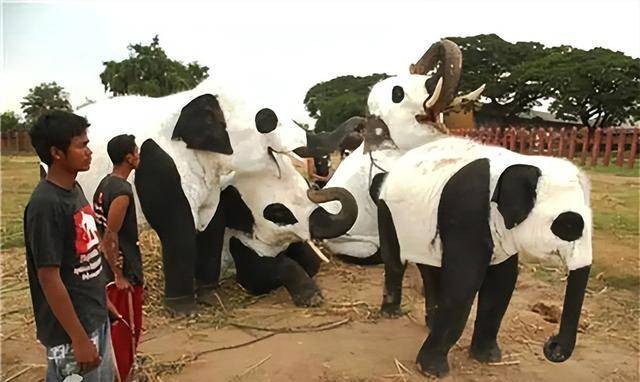 最喜爱大熊猫的前六名国家,世界上最宠大熊猫的6个国家