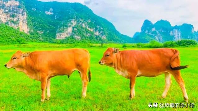 蒙古姑娘出嫁要陪嫁多少东西,蒙古姑娘出嫁仪式