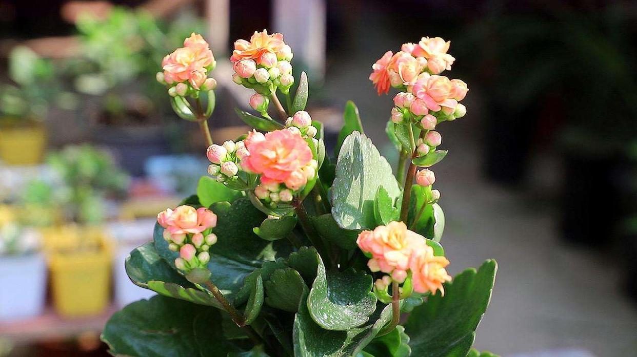 哪些室内花花期长又好养,室内养太多花好吗