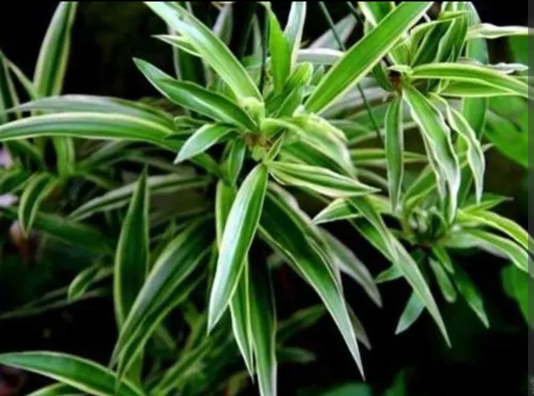 养吊兰注意事项,养吊兰禁忌