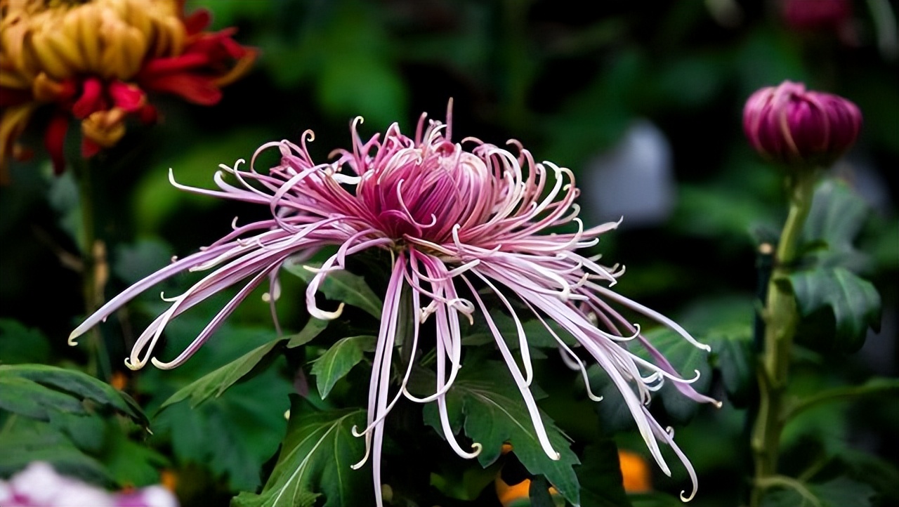 十二首咏菊诗,最有深意的咏菊诗句