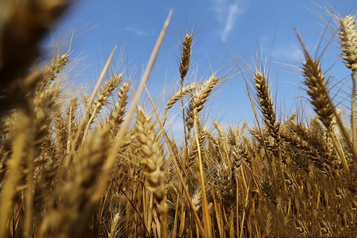 西方帮助乌克兰了吗,俄罗斯帮助乌克兰出口粮食