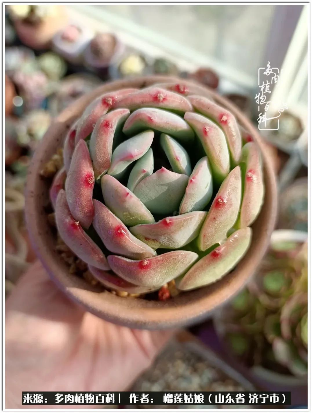 繁花似锦觅安宁淡如流水度一生,繁花似锦觅安宁淡云流水度人生