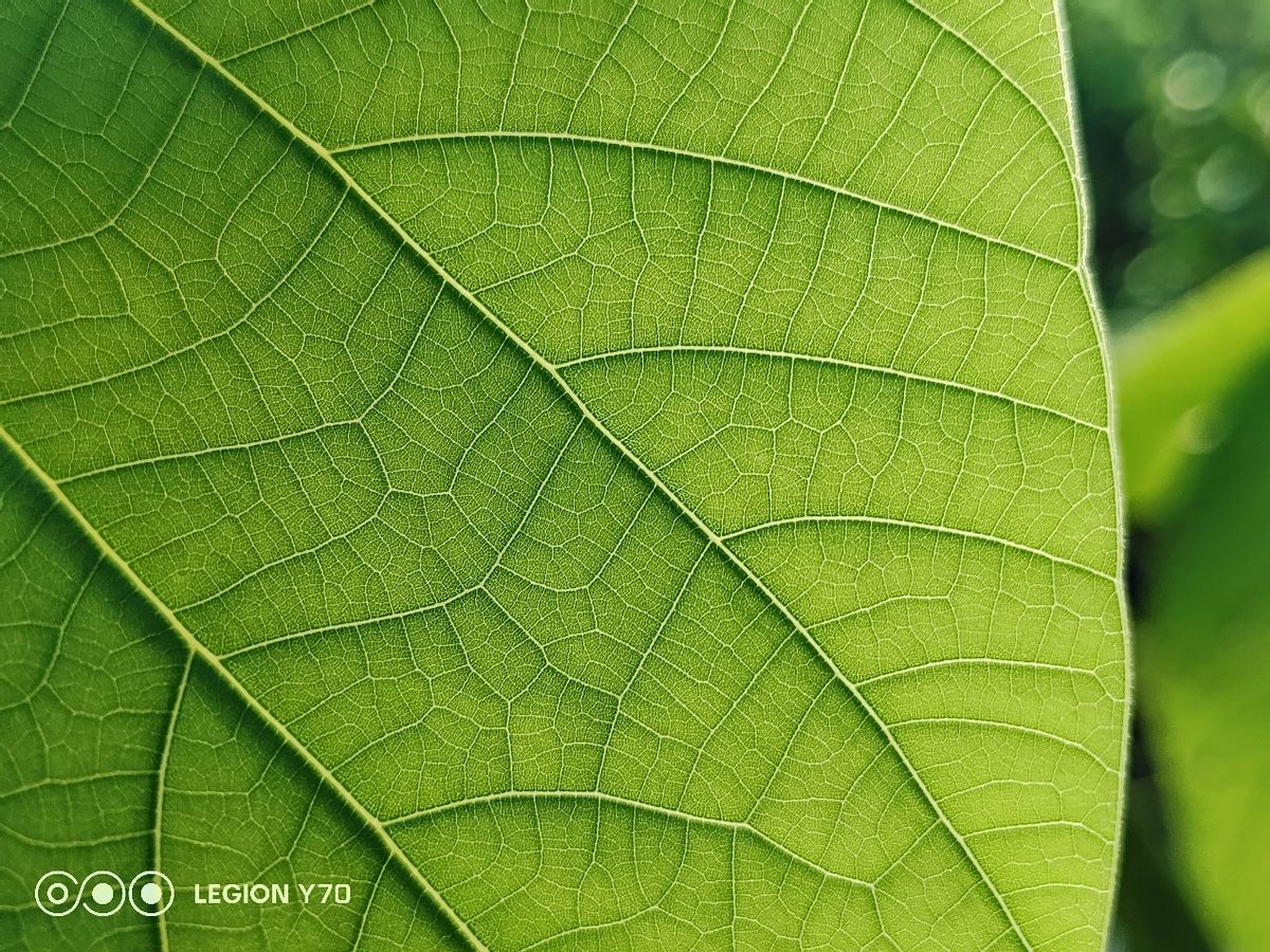 拯救者y70手机,拯救者y70处理器