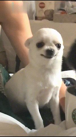 新手养狗哪种狗便宜,买狗一时爽