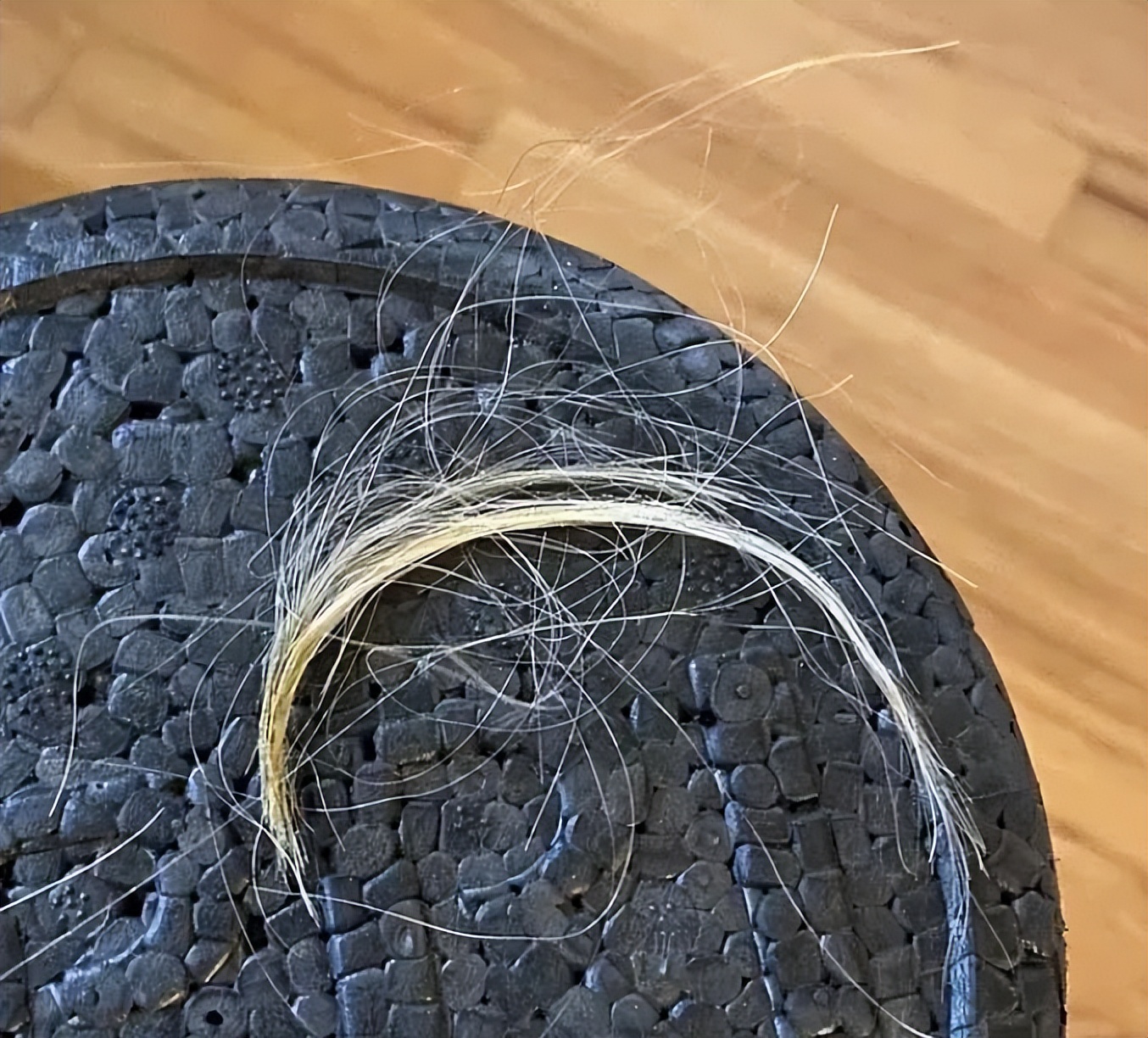 加拿大妈妈发现儿子头发莫名“越留越短”，居然是被家里豚鼠啃得