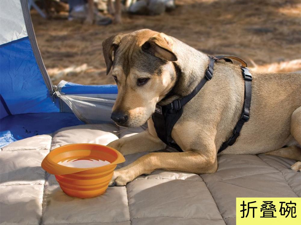 猫狗太臭了怎么办,为什么猫狗夏天不热