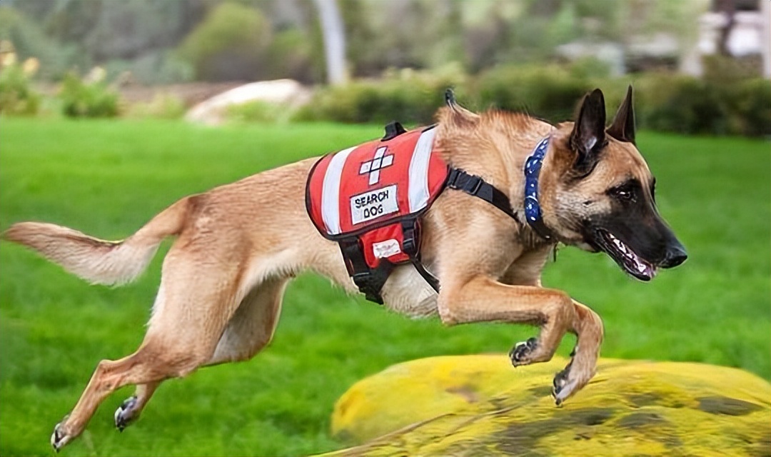 马犬为什么被大家养,马犬为什么现在没人愿意养了