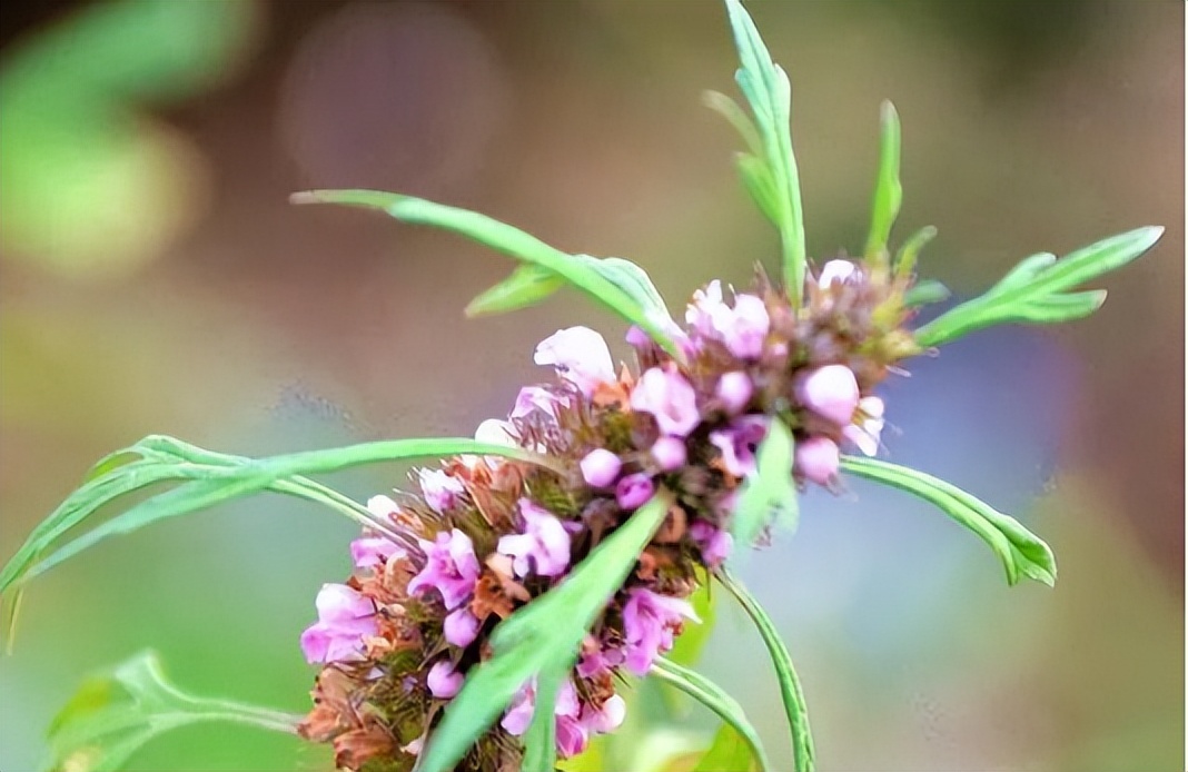 走近中医揭秘健康秘笈,中医甲状腺疾病科普