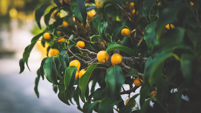 婚礼祝福词,婚礼祝福词200字