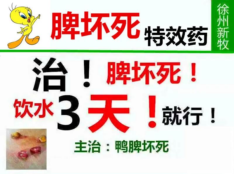 鸭脾坏死是什么引起的雏鸭脾坏死的治疗方法