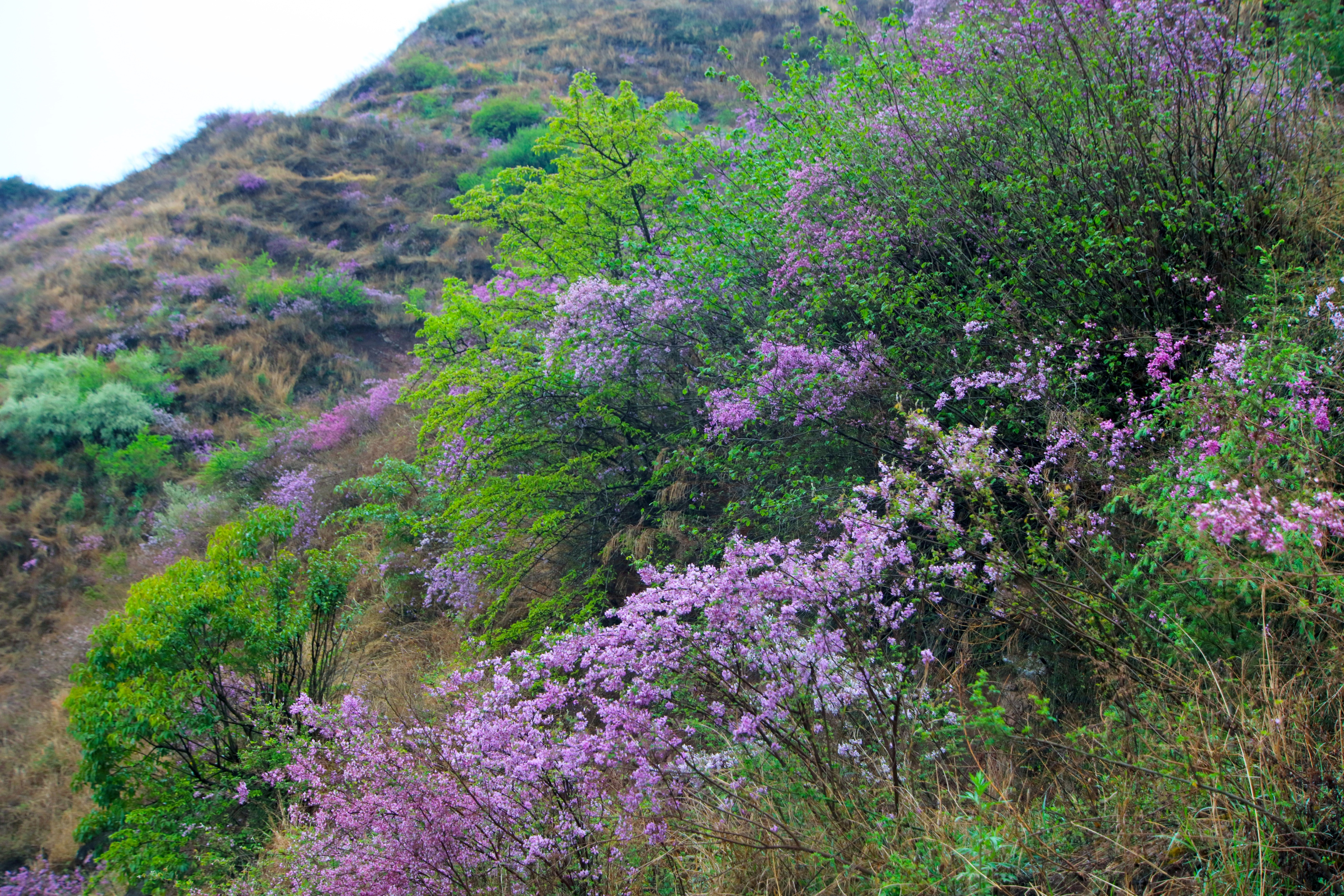 五四青年节致老青年们的图片,祝福五四青年节的图