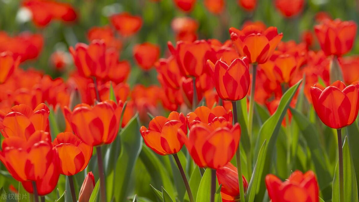 花语（玫瑰、蓝色妖姬、百合、郁金香、康乃馨、风信子、紫罗兰）