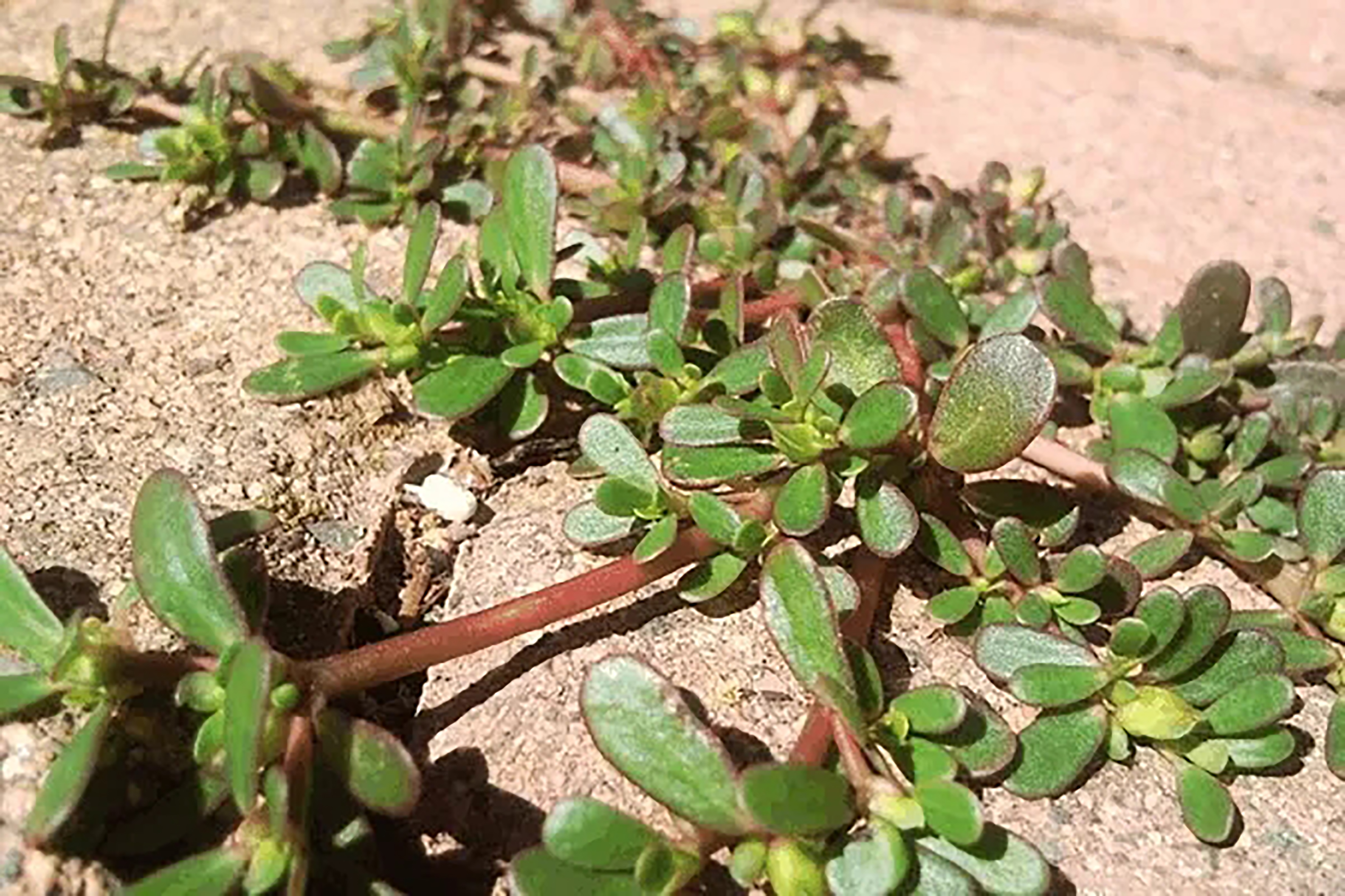 纯天然绿色食品马齿苋野菜美食,马齿苋是天然绿色食品