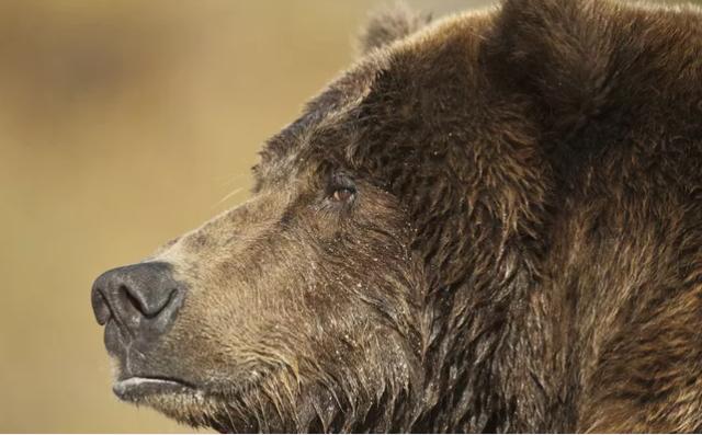 动物界中最可怕的父母们,动物界最高等和最低等