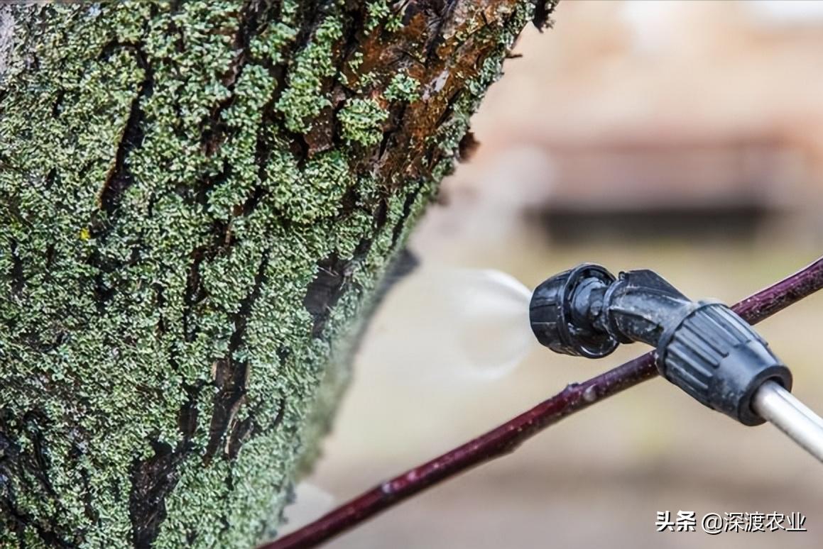 除青苔的最好办法,锦鲤鱼池除青苔的最好办法