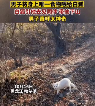 野外发现罕见的白狐,南京市民在路边捡到北极狐