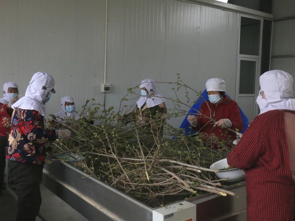 小产业带动乡村振兴大步伐,产业扶贫助力乡村振兴