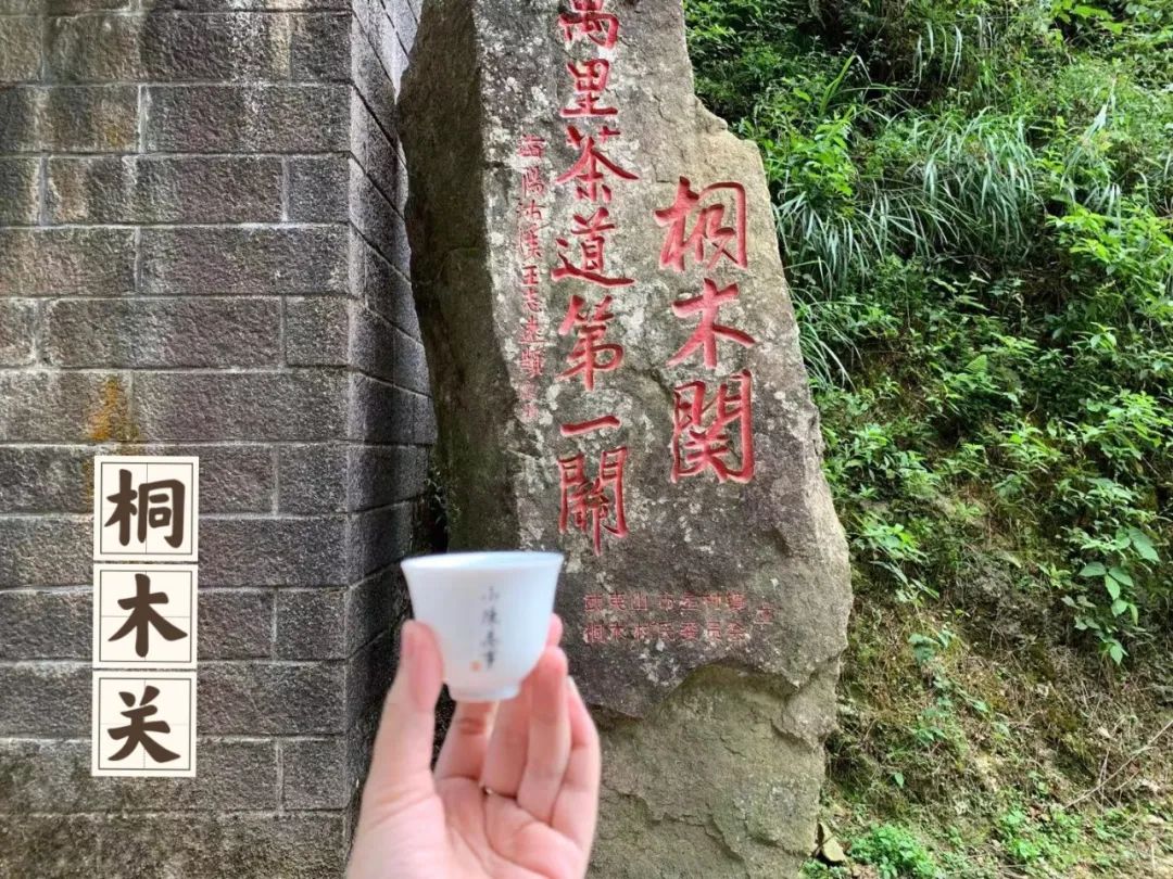 同样是金骏眉为啥桐木关的比较贵,金骏眉武夷山桐木关