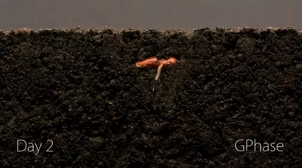 一粒种子发芽生长过程记录50字,用42天记录1粒种子萌芽全过程