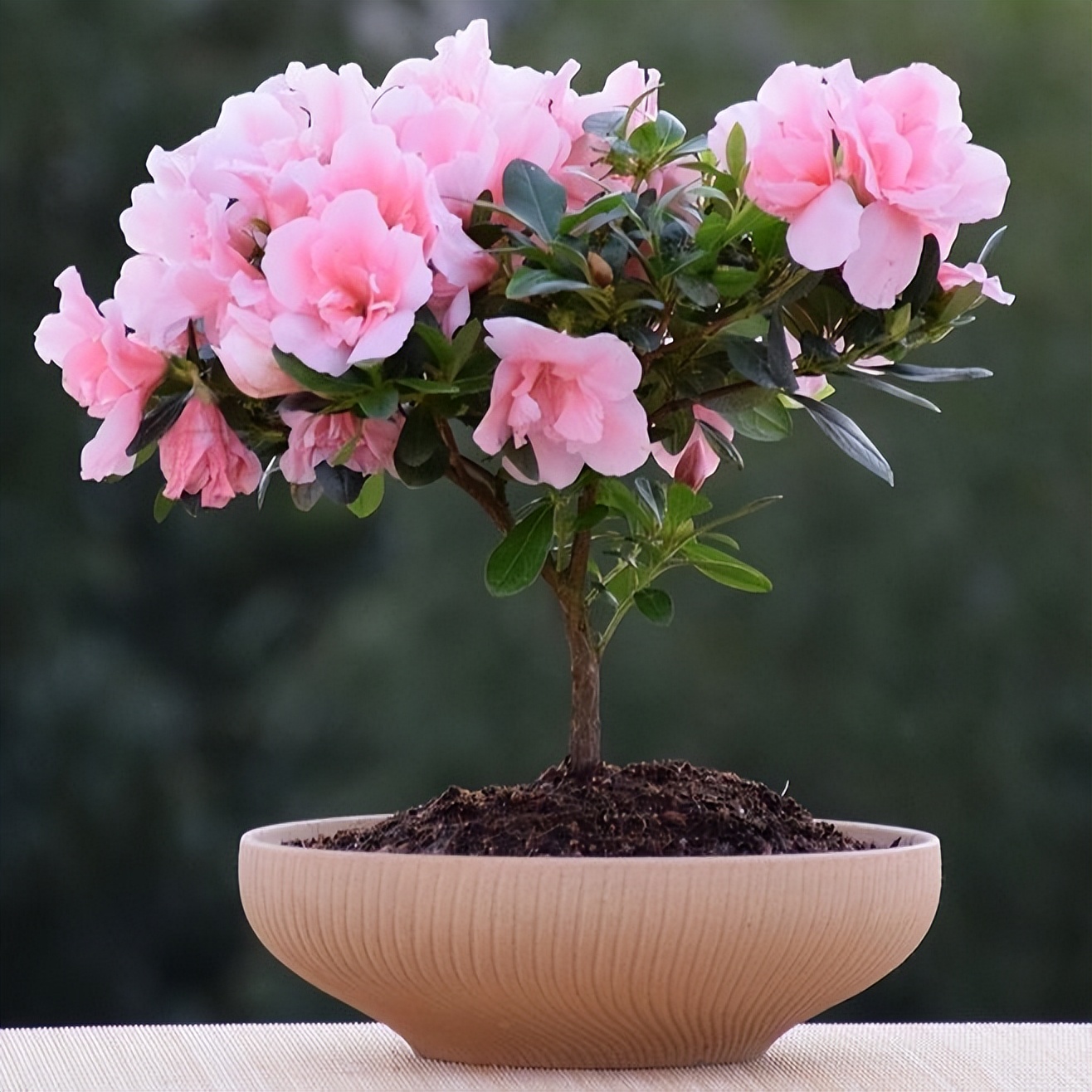 过年家里要养什么花才会好运,什么花适合过年北方养