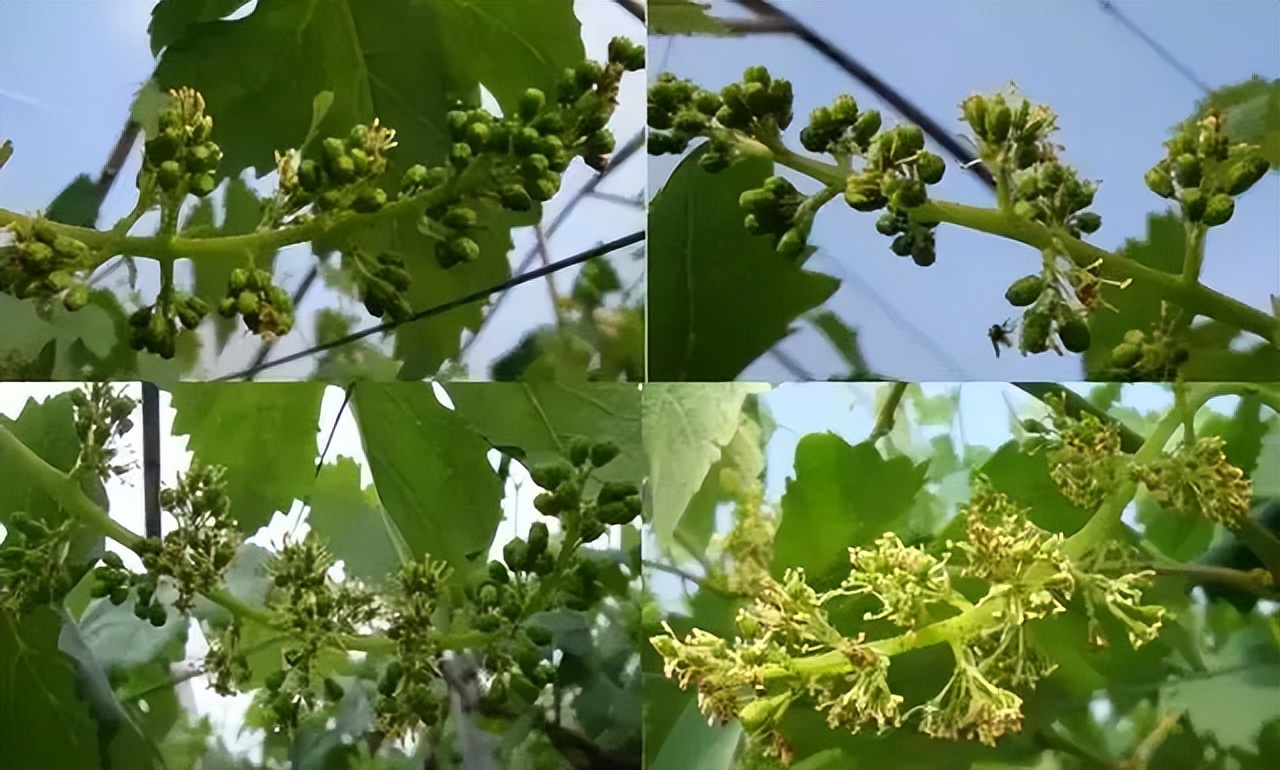 葡萄刚谢花打什么药,葡萄谢花后怎么保果