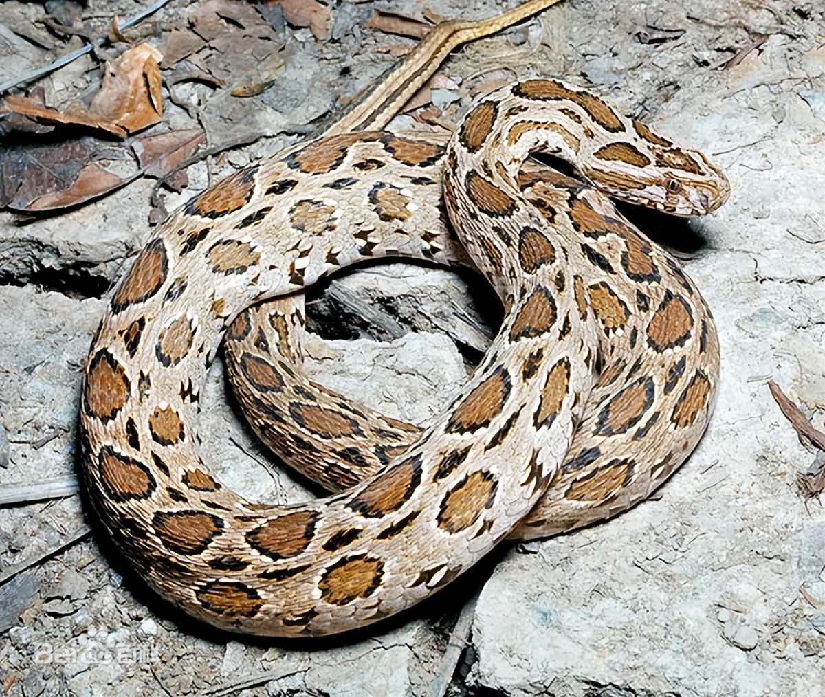 中国境内蛇类大全，11种（Ⅶ），恐蛇者勿入！