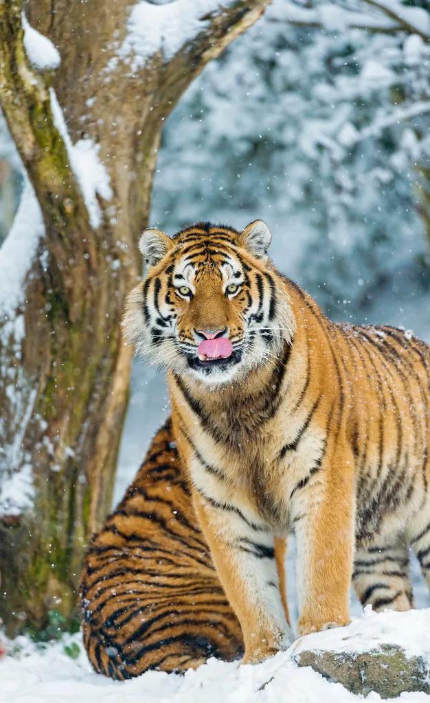 戏说老虎图文杂汇