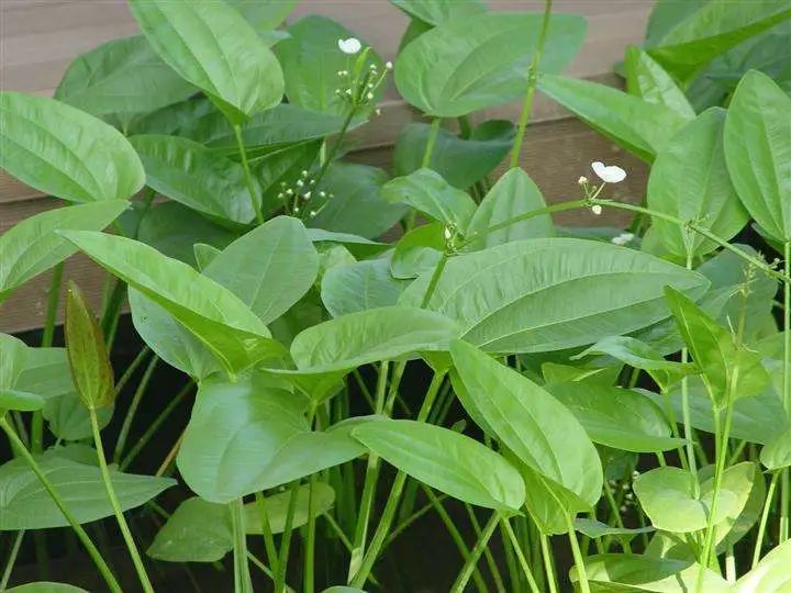 泽泻汤，仅两味中药，渗湿燥湿，可治头痛、耳鸣、视物模糊