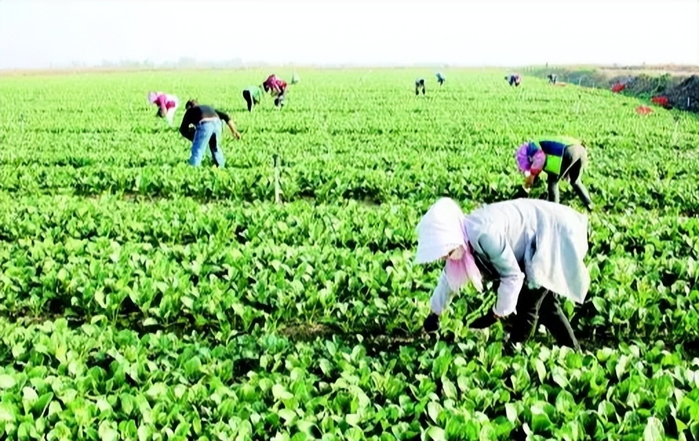 农业扶贫的正确方式,农业技术方面对扶贫的帮助