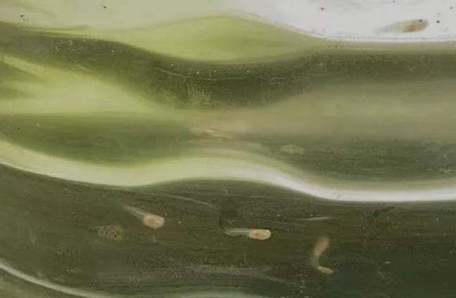 孔雀鱼的幼鱼饲养方法视频,如何饲养热带鱼孔雀鱼幼鱼