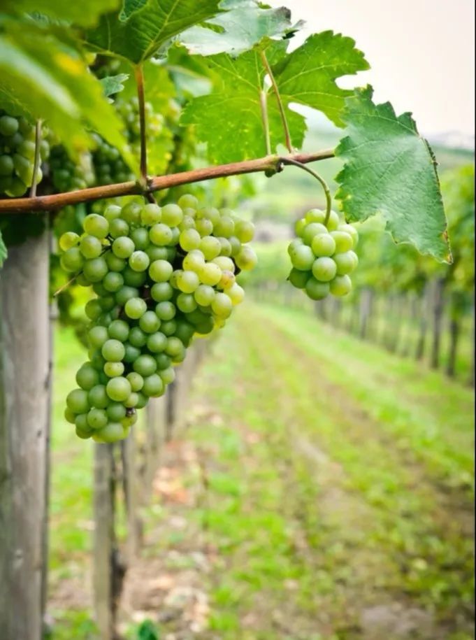 最好吃的爆浆葡萄,香甜爆汁葡萄