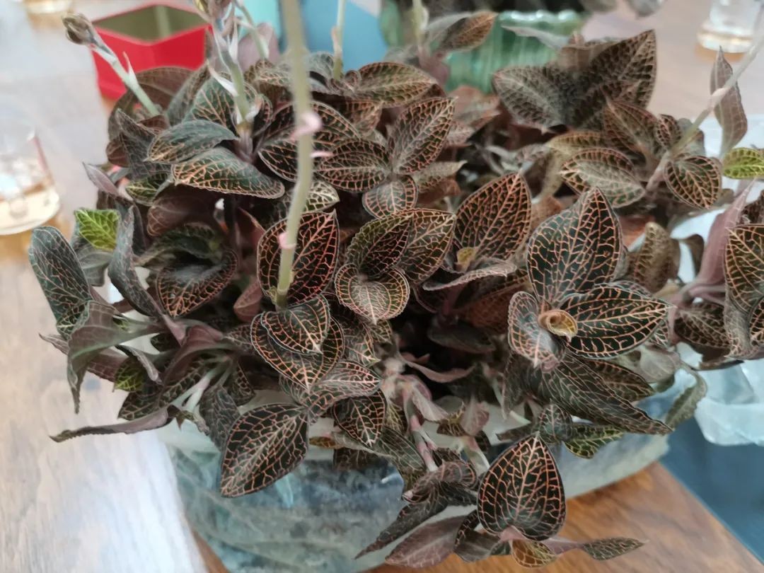 广东鼎湖民建、肇庆恒泰公司到昭平县走马镇开展结对帮扶工作全方位推动产业振兴