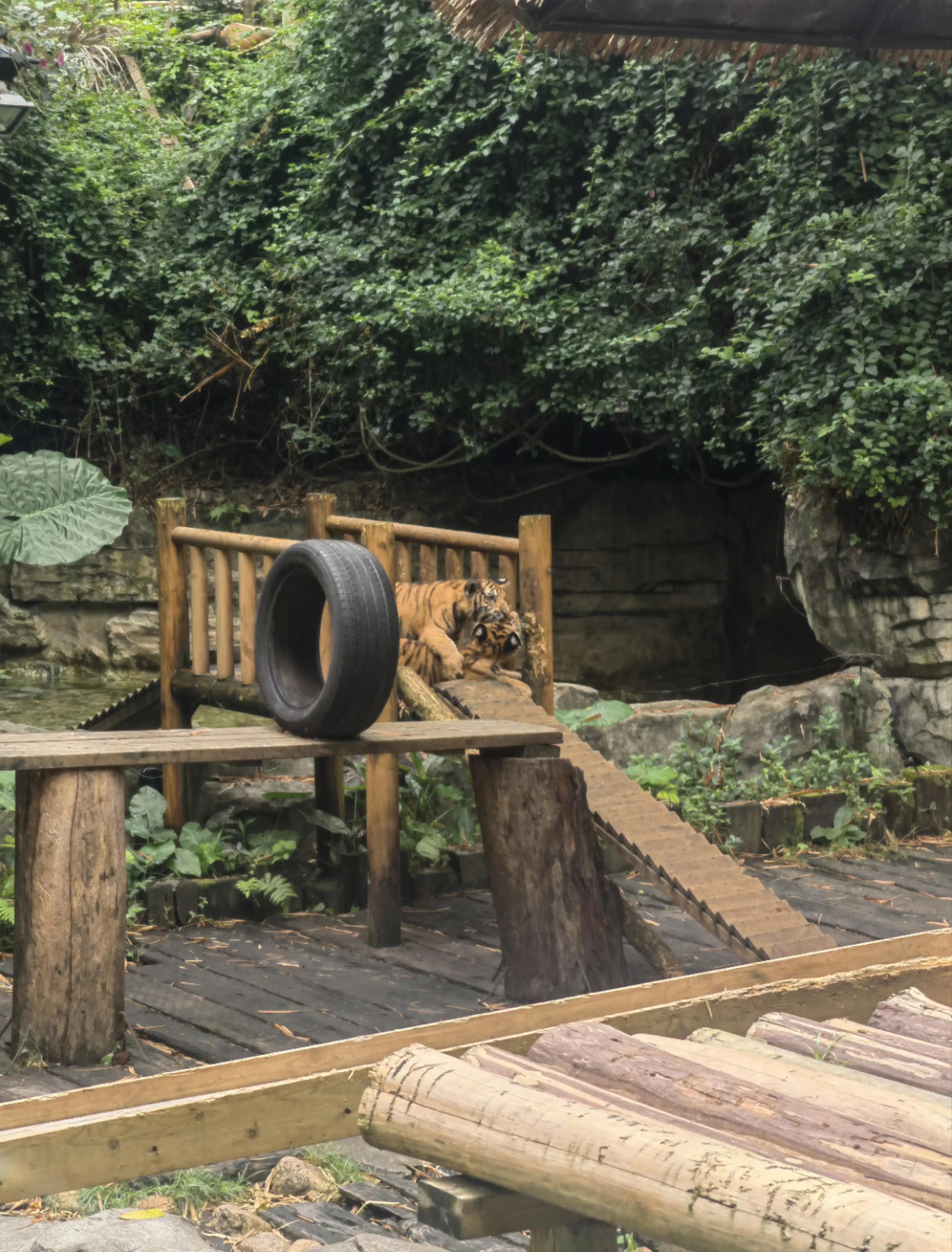 世界上唯一的夜间野生动物园,中国最好的北极熊动物园