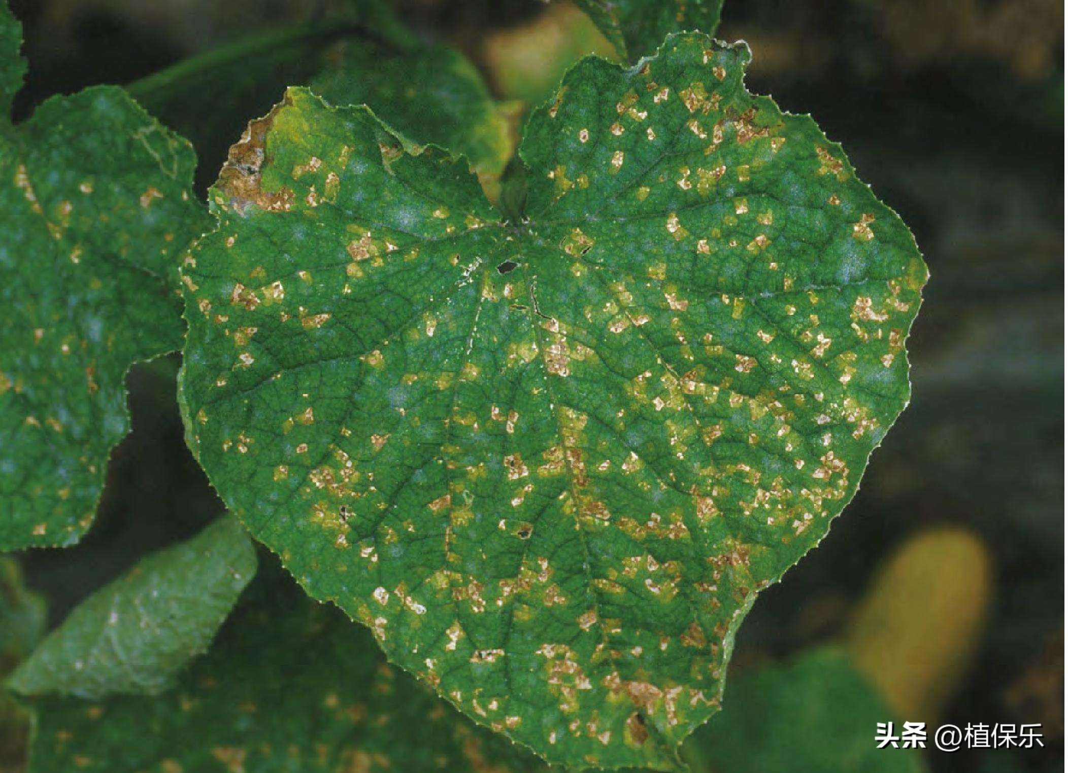 怎样区分细菌性农药与真菌性农药,怎样分类真菌性农药和细菌性农药