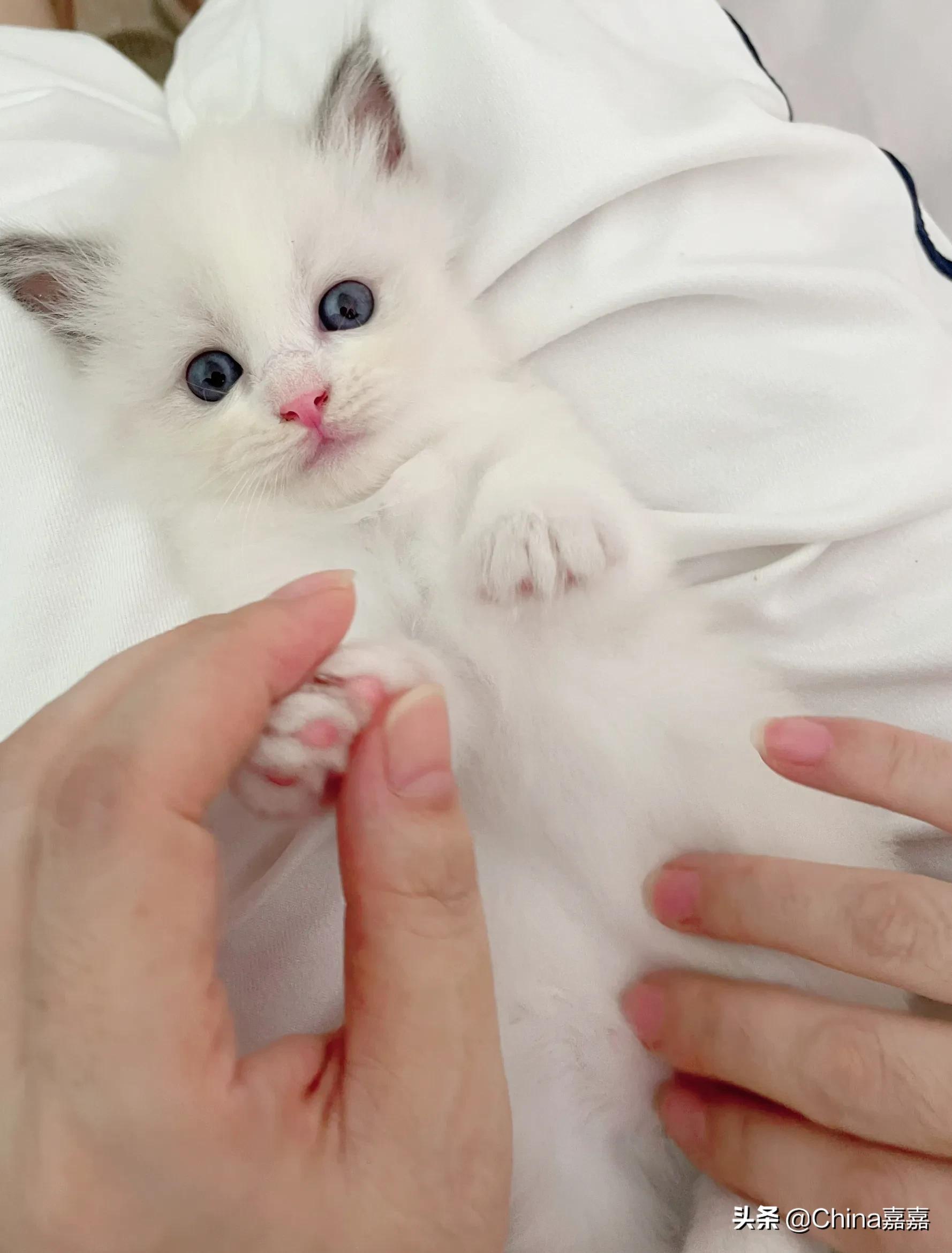 被猫咪治愈的退休生活