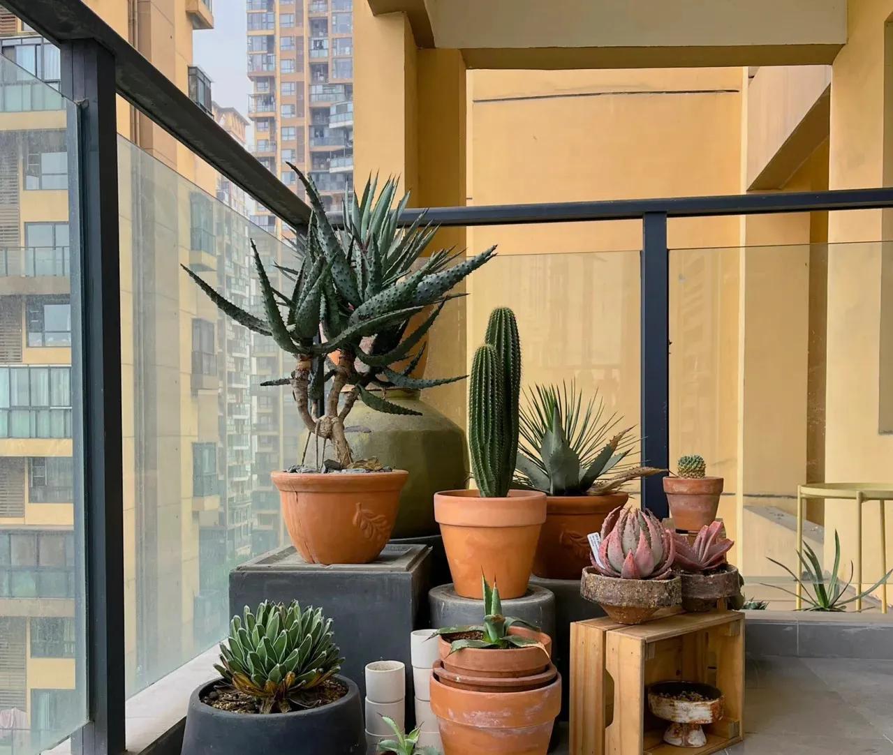 吸甲醛排行榜前十名的十种花,吸客厅甲醛最好的10种花