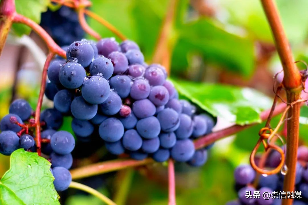 这10种水果适合高血糖者吃,十种降糖水果