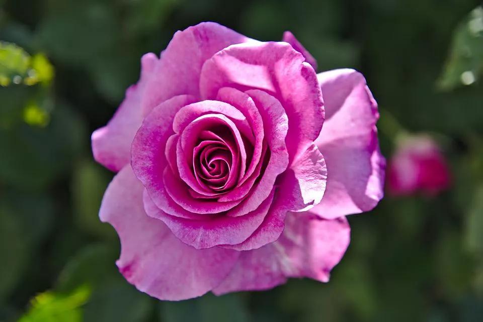 520适合发朋友圈的配图爱情,入目无别人四下皆是你英语