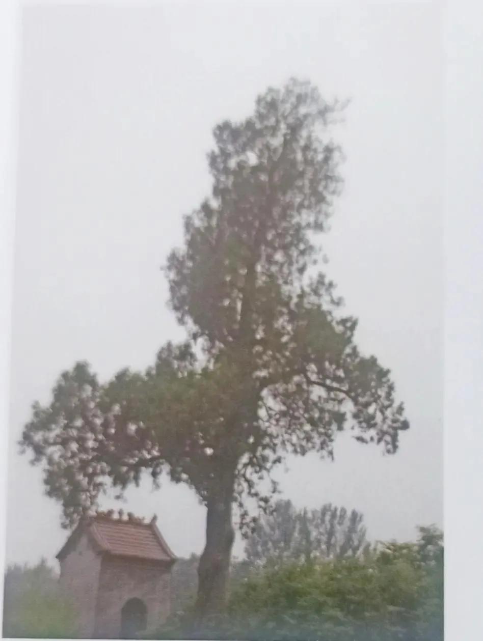 成武县古树,临武县古树