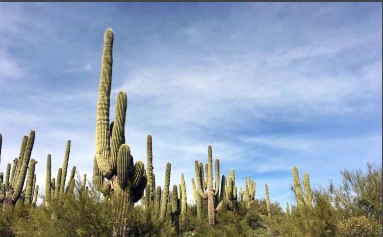28种不同类型的仙人掌植物,多种品种仙人掌如何栽种
