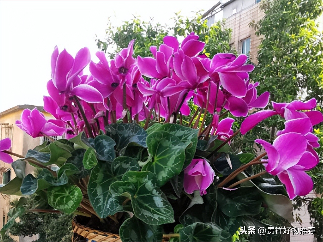 过节家里摆放8种吉祥和福运的花,过年期间适合家庭摆放的花