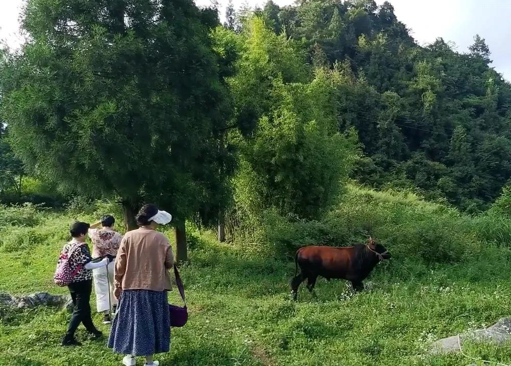 桐梓楚米避暑海拔高的地方,贵州桐梓楚米避暑哪家好