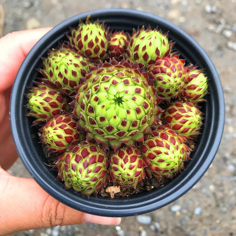 养花新手想自己养出多肉老桩?选这3种就对了