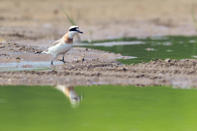 宁夏百年老枸杞,宁夏红枸杞美景