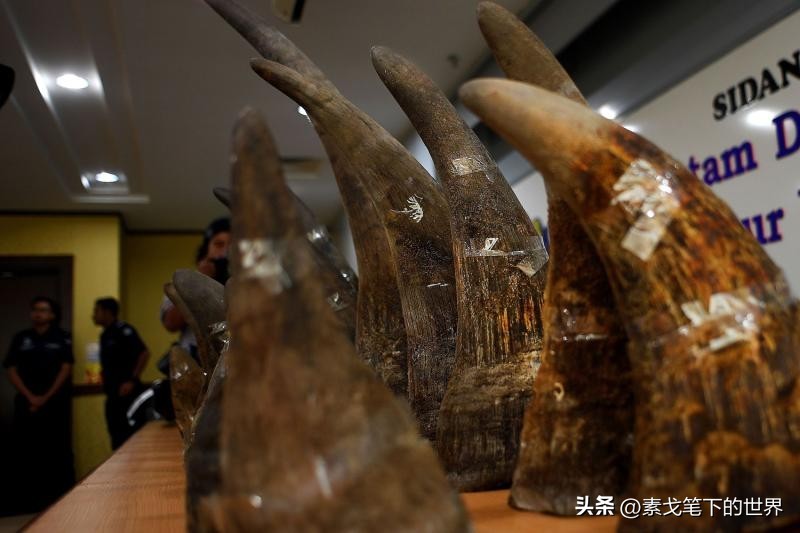 收入水平影响犀牛角消费偏好:野生与半野生犀牛角更受青睐