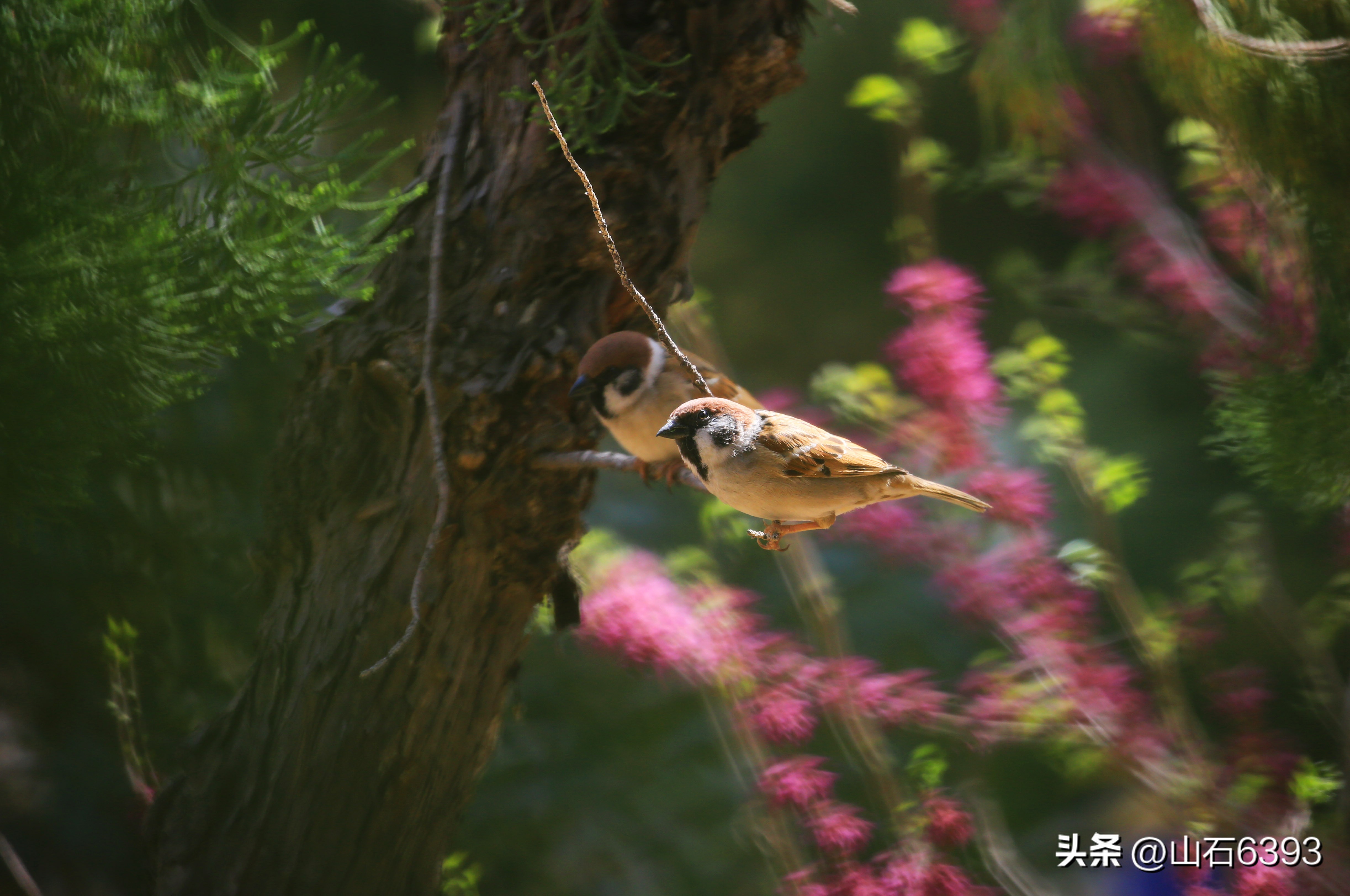 【战友美文】于天松：《麻雀，我爱你》（诗）