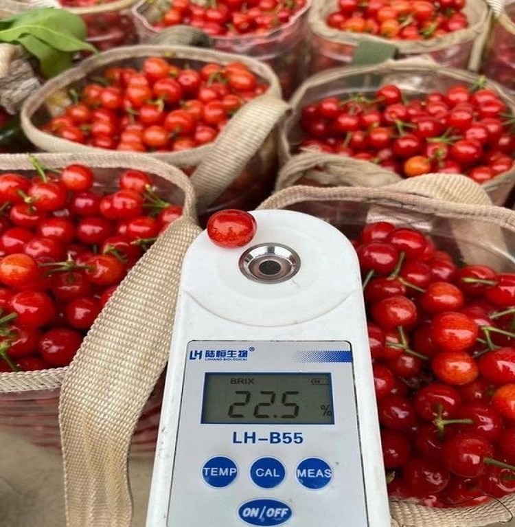 车厘子跟苹果有什么关系,车厘子与苹果的区别