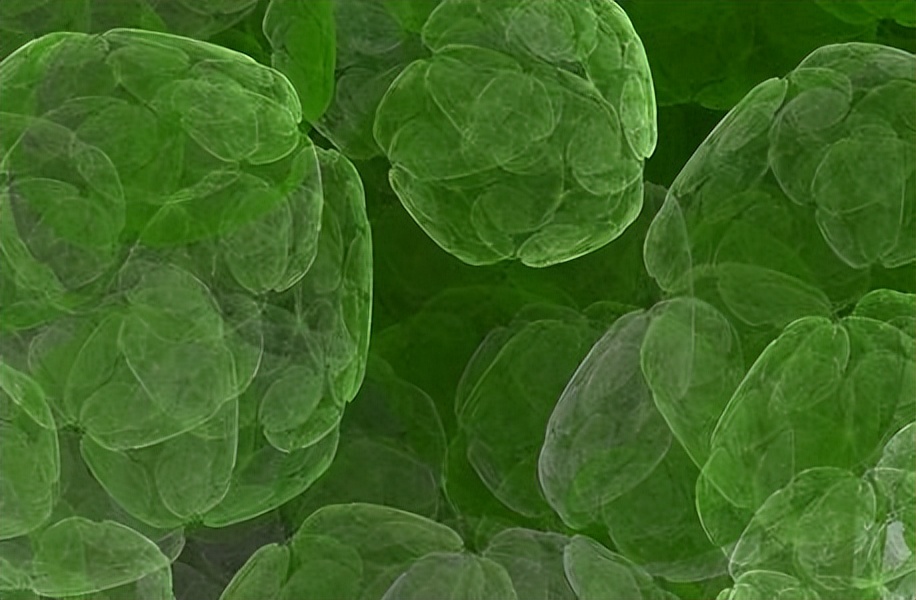 革兰氏阳性孢子,革兰氏阳性孢子菌