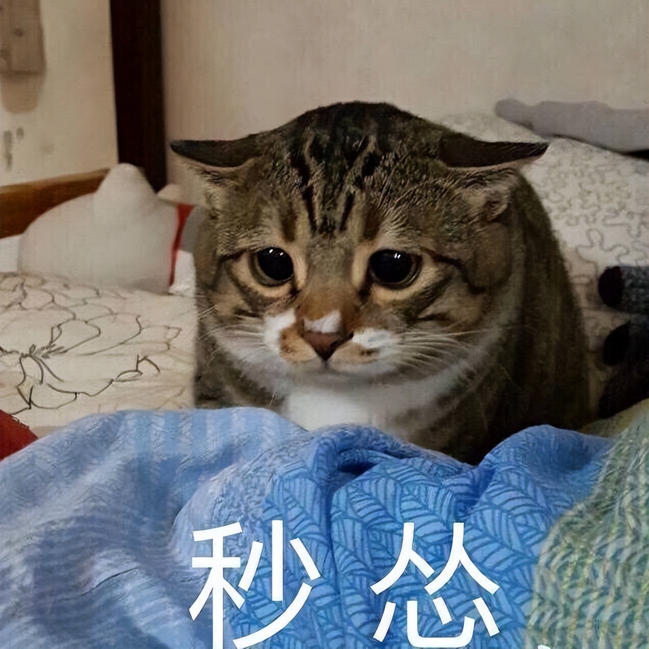 猫界最好养的猫是什么猫,什么猫寿命最短最好养